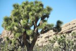 Click to enlarge Joshua Tree National Park, California, United States.