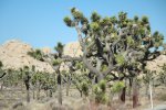 Click to enlarge Joshua Tree National Park, California, United States.