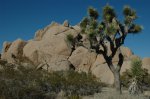 Click to enlarge Joshua Tree National Park, California, United States.