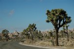 Click to enlarge Joshua Tree National Park, California, United States.