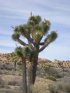 Click to enlarge Joshua Tree National Park, California, United States.