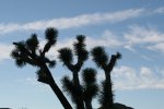 Click to enlarge Joshua Tree National Park, California, United States.