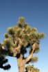 Click to enlarge Joshua Tree National Park, California, United States.
