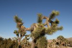 Click to enlarge Joshua Tree National Park, California, United States.