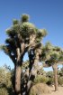 Click to enlarge Joshua Tree National Park, California, United States.