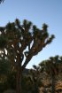 Click to enlarge Joshua Tree National Park, California, United States.