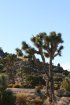Click to enlarge Joshua Tree National Park, California, United States.
