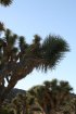 Click to enlarge Joshua Tree National Park, California, United States.