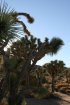 Click to enlarge Joshua Tree National Park, California, United States.