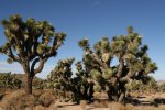 Click to enlarge Joshua Tree National Park, California, United States.