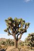 Click to enlarge Joshua Tree National Park, California, United States.