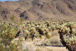 Click to enlarge Joshua Tree National Park, California, United States. Cholla Garden