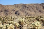 Click to enlarge Joshua Tree National Park, California, United States. Cholla Garden