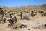Click to enlarge Joshua Tree National Park, California, United States. Cholla Garden