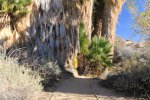Click to enlarge Joshua Tree National Park, California, United States. Lost Palm Oasis Trail