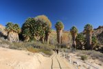 Click to enlarge Joshua Tree National Park, California, United States. Lost Palms Oasis Trail