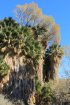 Click to enlarge Joshua Tree National Park, California, United States. Lost Palms Oasis Trail