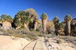 Click to enlarge Joshua Tree National Park, California, United States. Lost Palms Oasis Trail