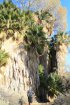 Click to enlarge Joshua Tree National Park, California, United States. Lost Palms Oasis Trail