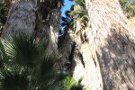 Click to enlarge Joshua Tree National Park, California, United States. Lost Palms Oasis Trail