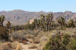 Click to enlarge Joshua Tree National Park, California, United States. Lots of Joshua Trees