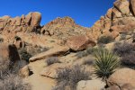 Click to enlarge Joshua Tree National Park, California, United States. Mastodon Peak Loop