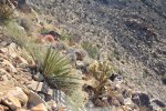 Click to enlarge Joshua Tree National Park, California, United States. RYAN MOUNTAIN