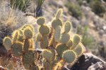 Click to enlarge Joshua Tree National Park, California, United States. RYAN MOUNTAIN