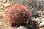 Click to enlarge Joshua Tree National Park, California, United States. RYAN MOUNTAIN
