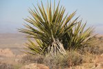 Click to enlarge Joshua Tree National Park, California, United States. Ryan Mountain