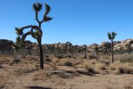 Click to enlarge Joshua Tree National Park, California, United States. Wall Street Mill Trail. Easy flat trail.