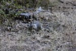 Click to enlarge Yosemite National Park, California, United States. This little squirrel was foraging for some food....