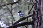Click to enlarge Yosemite National Park, California, United States. Mother Nature offers some pretty birds.