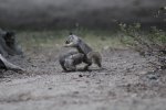 Click to enlarge Yosemite National Park, California, United States. Squirrel Fight!!!