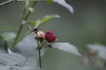 Click to enlarge Yosemite National Park, California, United States. Wild raspberry.