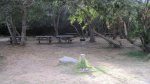 Click to enlarge Andrew Molera State Park, California, United States. Picnic area.