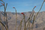 Anza-Borrego Desert State Park, California, United States. 
