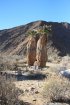 Click to enlarge Anza-Borrego Desert State Park, California, United States. Palm Canyon Trail