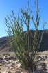 Click to enlarge Anza-Borrego Desert State Park, California, United States. Palm Canyon Trail