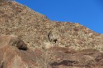Click to enlarge Anza-Borrego Desert State Park, California, United States. Palm Canyon Trail