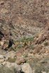 Click to enlarge Anza-Borrego Desert State Park, California, United States. Palm Canyon Trail