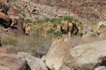 Click to enlarge Anza-Borrego Desert State Park, California, United States. Palm Canyon Trail
