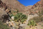 Click to enlarge Anza-Borrego Desert State Park, California, United States. Palm Canyon Trail