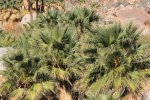 Click to enlarge Anza-Borrego Desert State Park, California, United States. Palm Canyon Trail