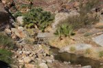 Click to enlarge Anza-Borrego Desert State Park, California, United States. Palm Canyon Trail