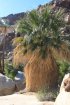 Click to enlarge Anza-Borrego Desert State Park, California, United States. Palm Canyon Trail