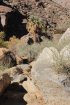 Click to enlarge Anza-Borrego Desert State Park, California, United States. Palm Canyon Trail