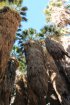Click to enlarge Anza-Borrego Desert State Park, California, United States. Palm Canyon Trail
