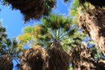 Click to enlarge Anza-Borrego Desert State Park, California, United States. Palm Canyon Trail