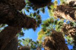 Click to enlarge Anza-Borrego Desert State Park, California, United States. Palm Canyon Trail